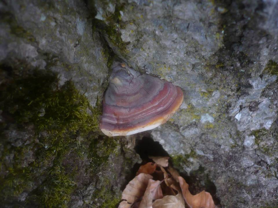 Ganoderma pfeifferi image