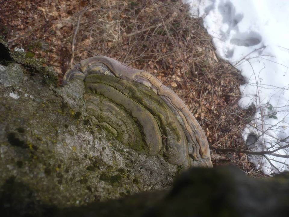 Ganoderma pfeifferi image