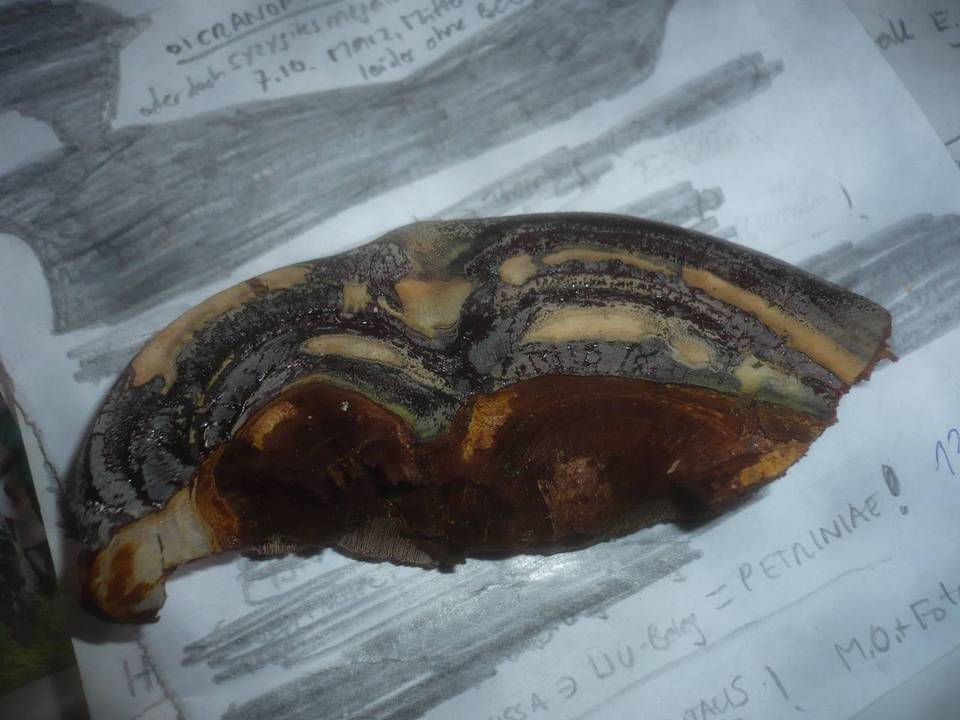Ganoderma pfeifferi image
