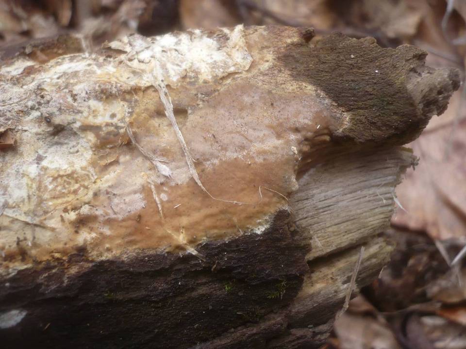 Scytinostroma portentosum image
