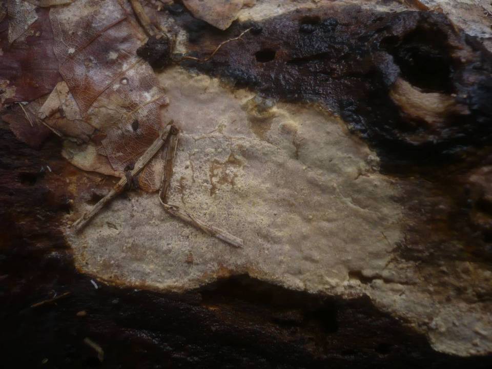 Scytinostroma portentosum image