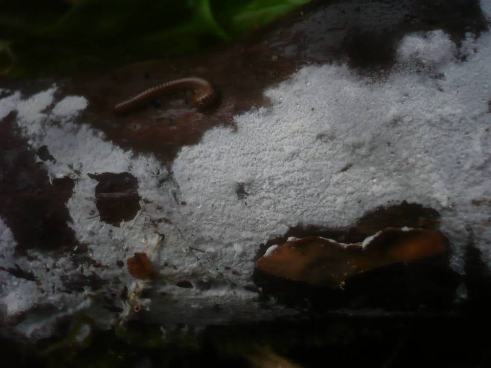 Athelia salicum image