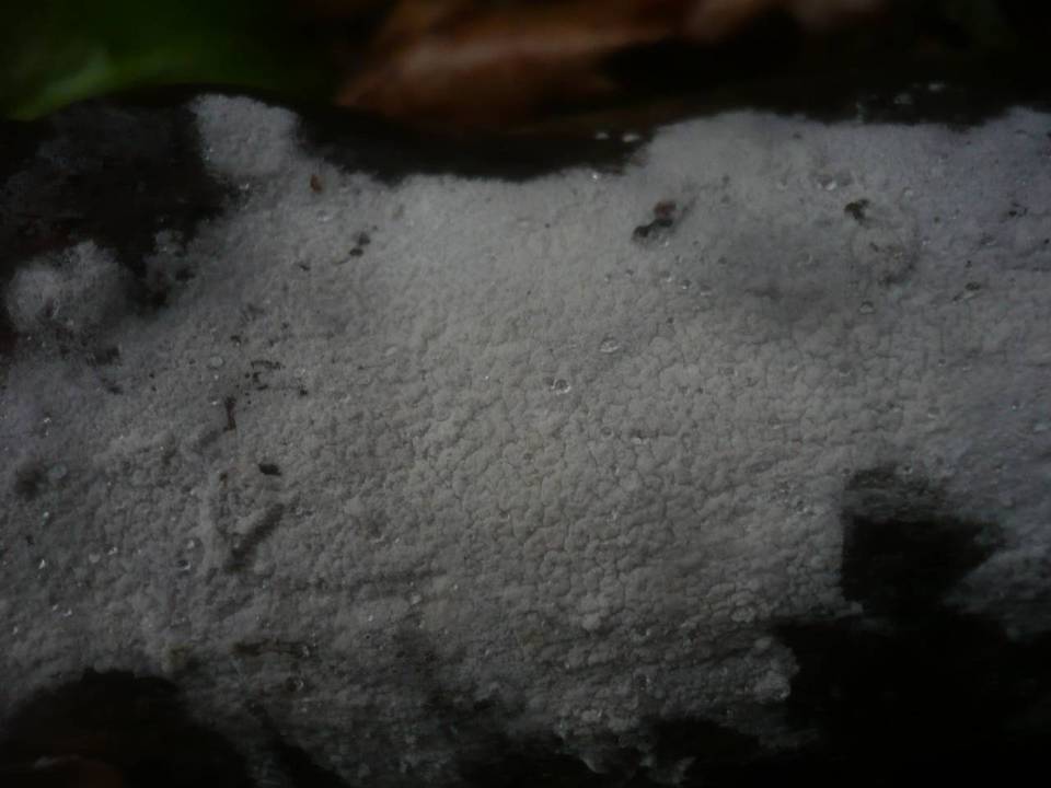 Athelia salicum image