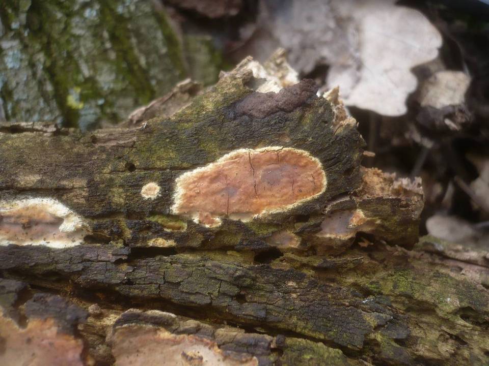 Scytinostroma portentosum image