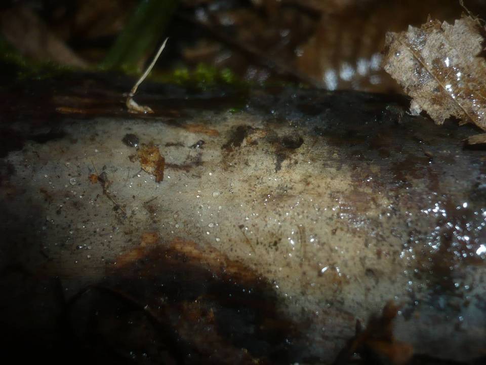 Tomentellopsis pusilla image