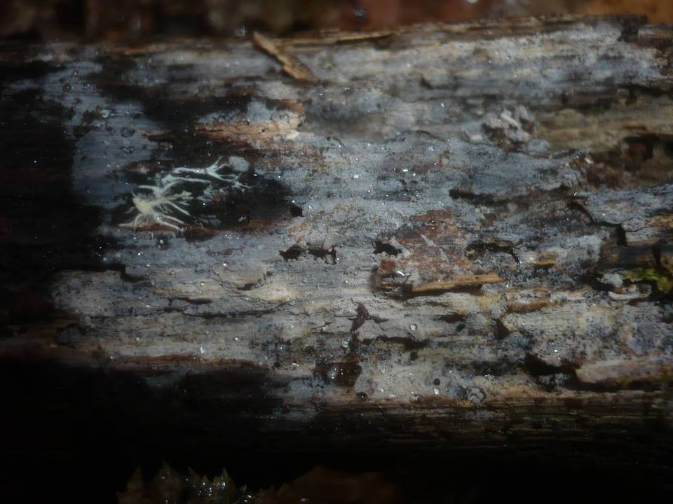 Tulasnella eichleriana image