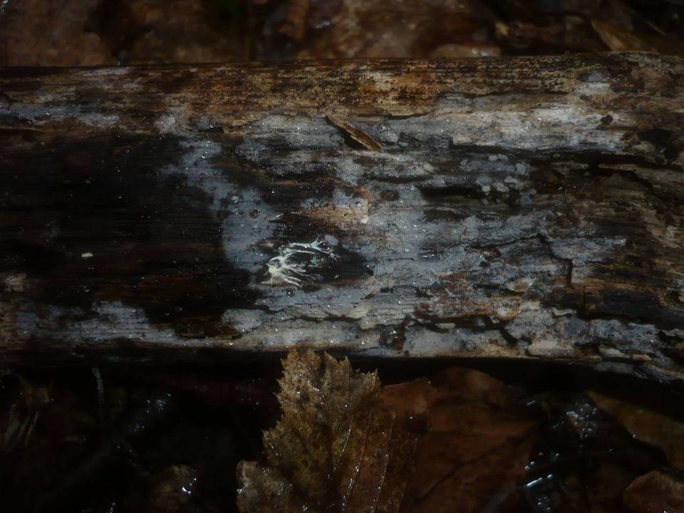 Tulasnella eichleriana image