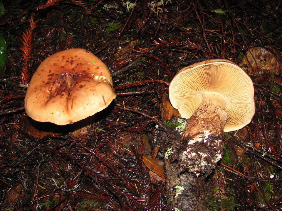 Cortinarius superbus image
