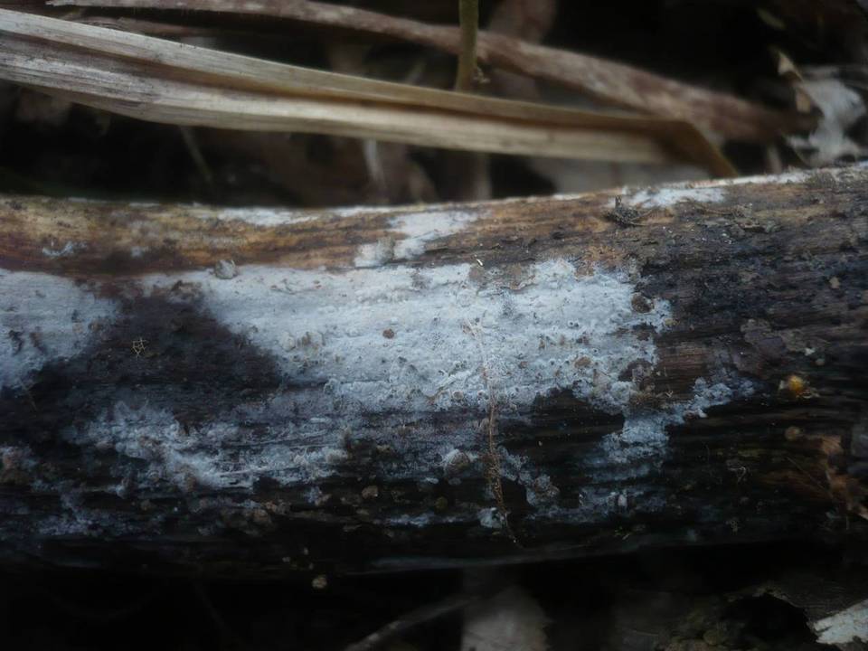 Sistotremastrum niveocremeum image