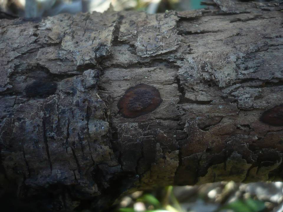 Hypoxylon fraxinophilum image