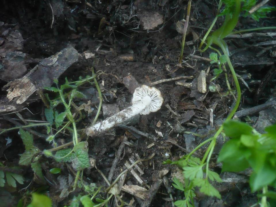 Psathyrella fatua image