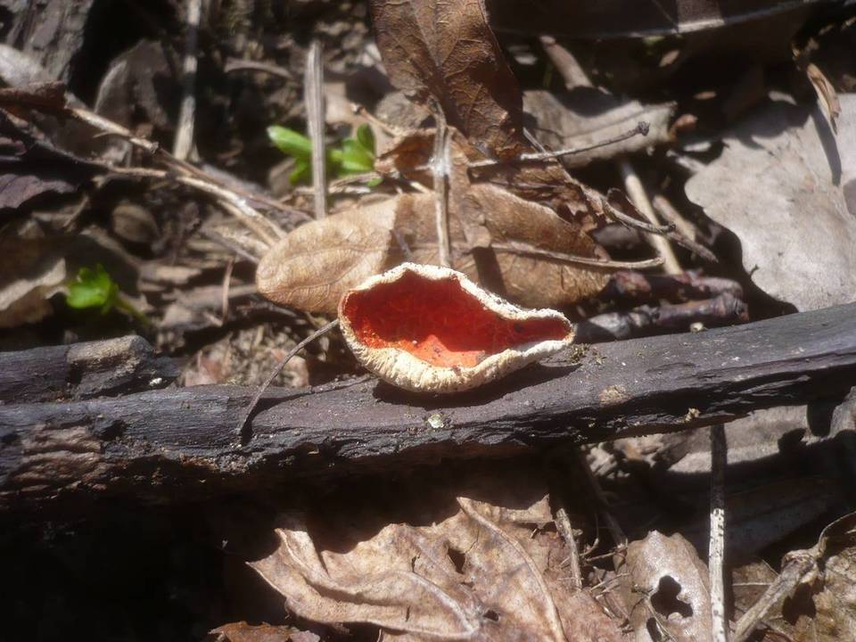 Sarcoscypha jurana image
