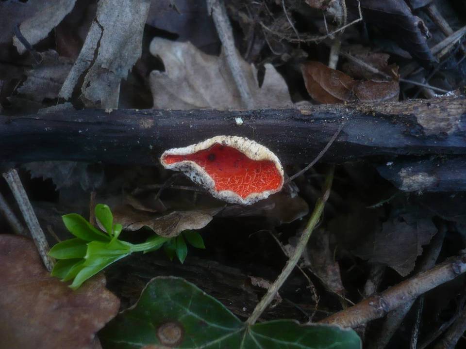 Sarcoscypha jurana image