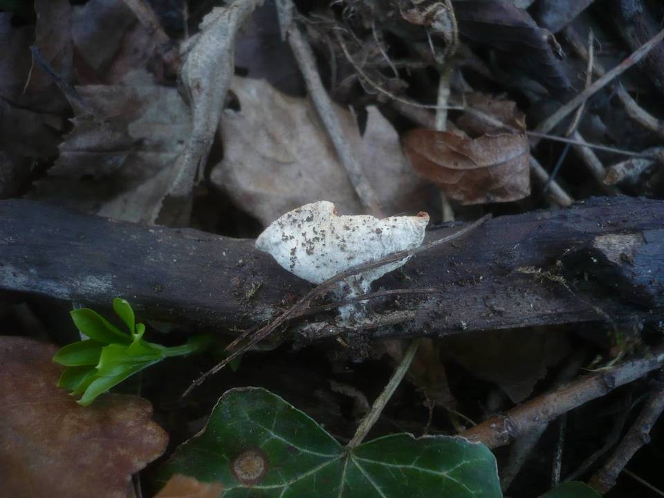 Sarcoscypha jurana image