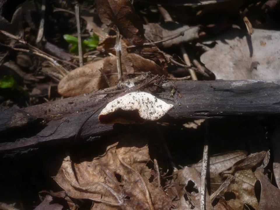 Sarcoscypha jurana image