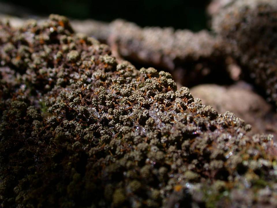 Physarum polycephalum image