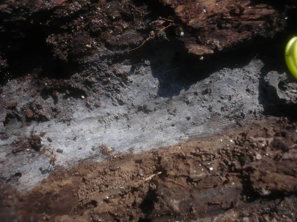 Amyloxenasma allantosporum image