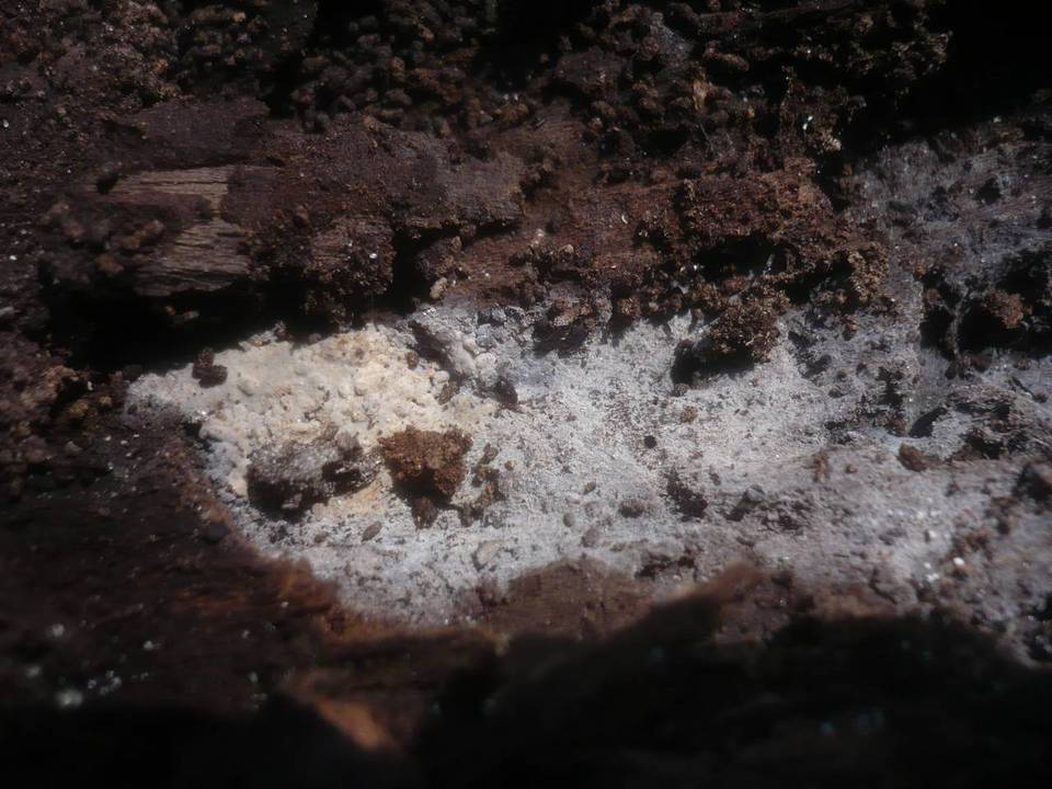 Amyloxenasma allantosporum image