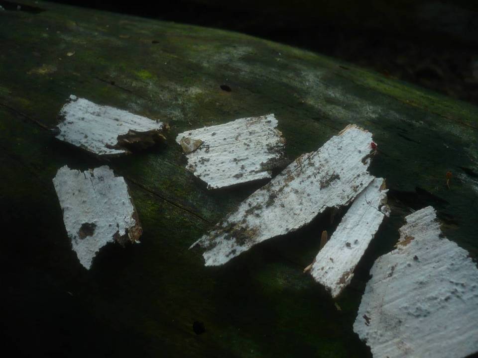 Athelia decipiens image