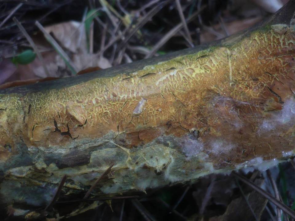 Ceraceomyces serpens image