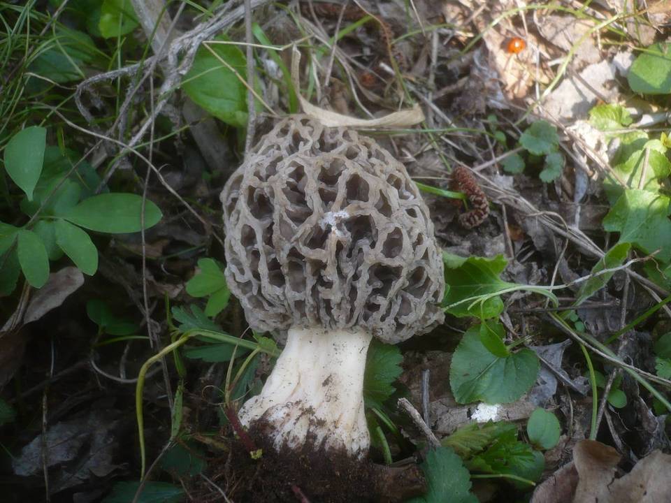 Morchella pseudoumbrina image