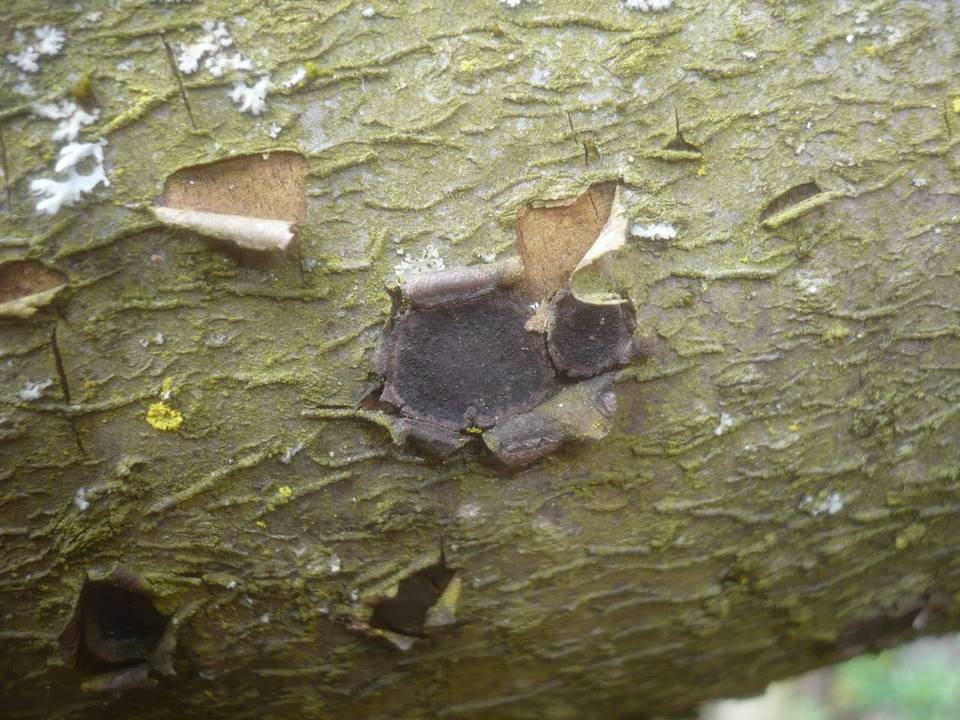 Biscogniauxia granmoi image