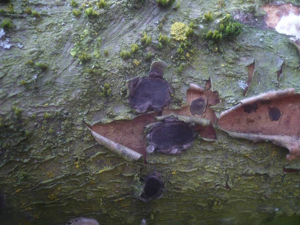 Biscogniauxia granmoi image