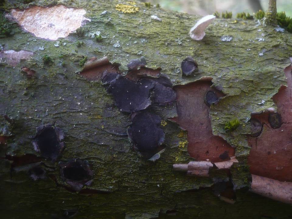 Biscogniauxia granmoi image