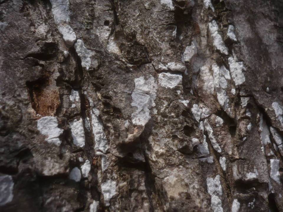 Dendrothele alliacea image