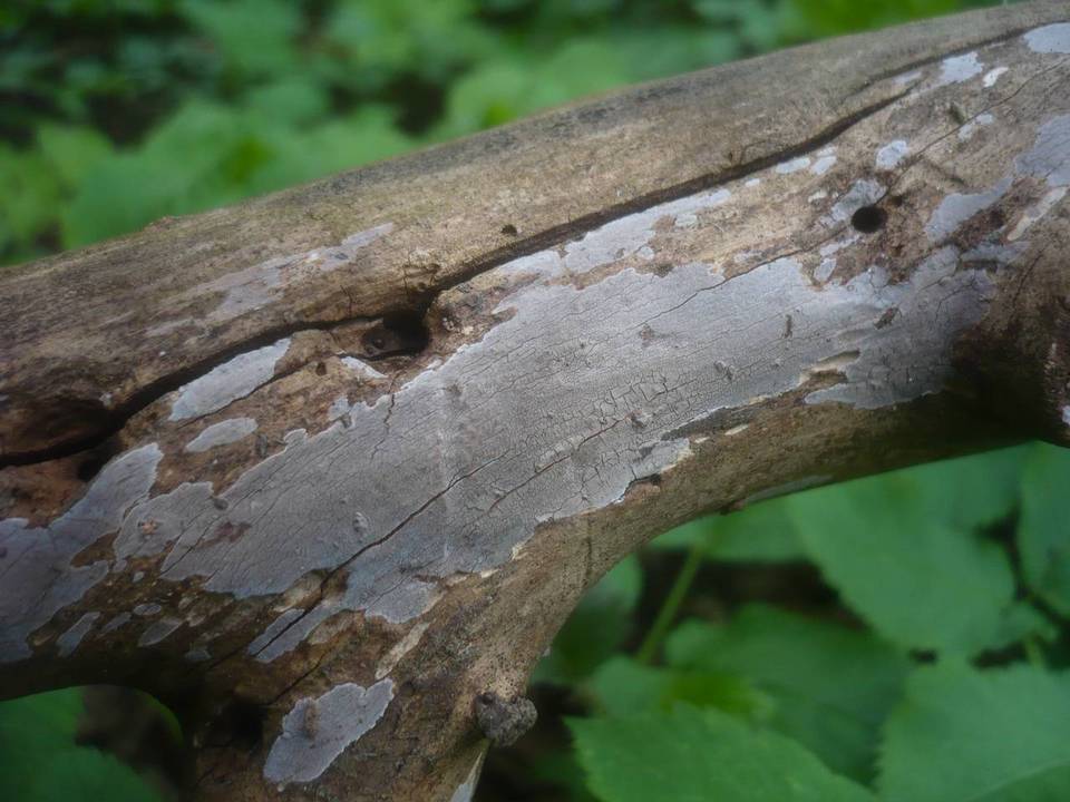 Peniophora lilacea image