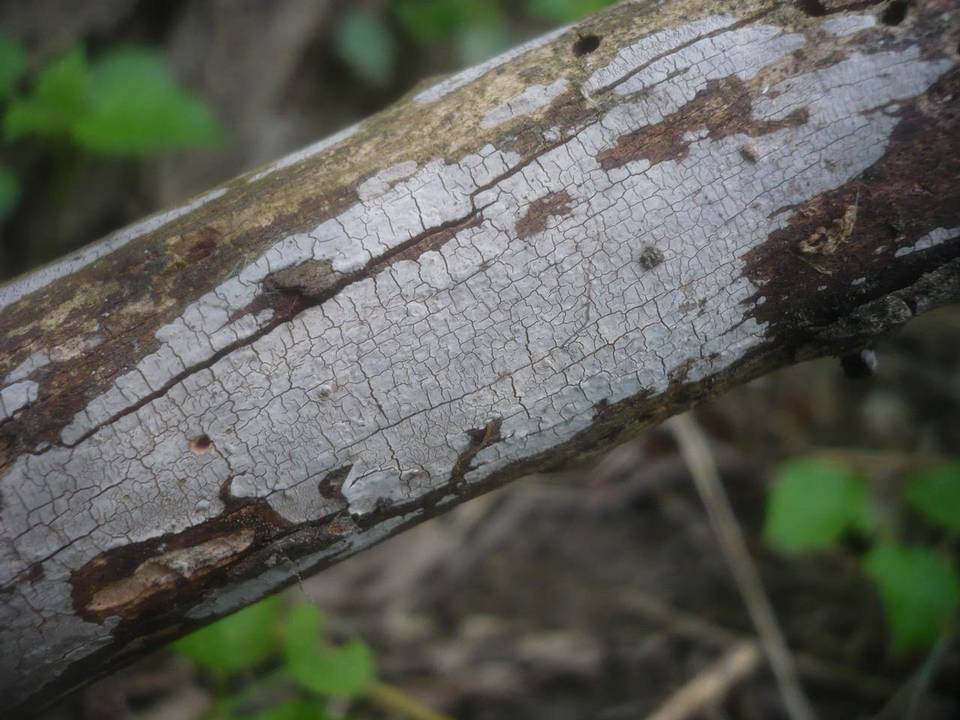 Peniophora lilacea image
