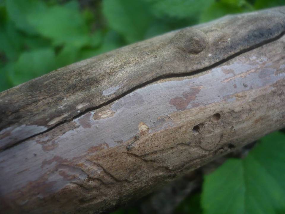 Peniophora lilacea image