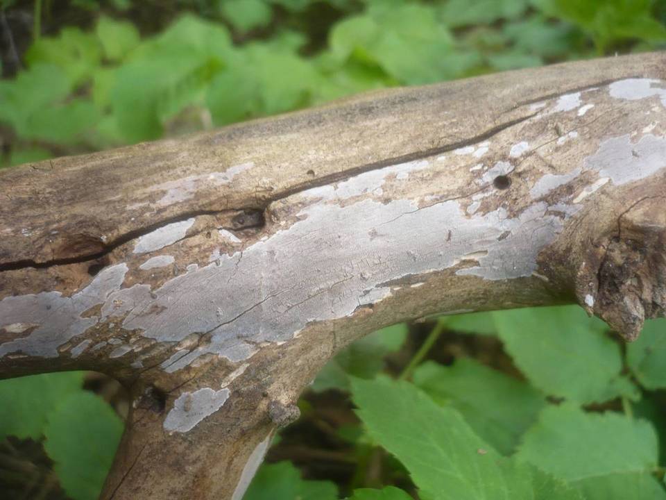 Peniophora lilacea image