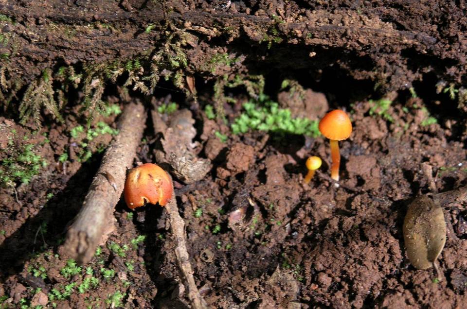 Hygrocybe minutula image