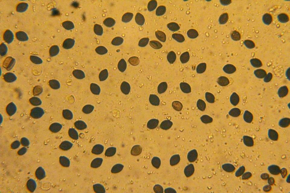 Panaeolus goossensiae image