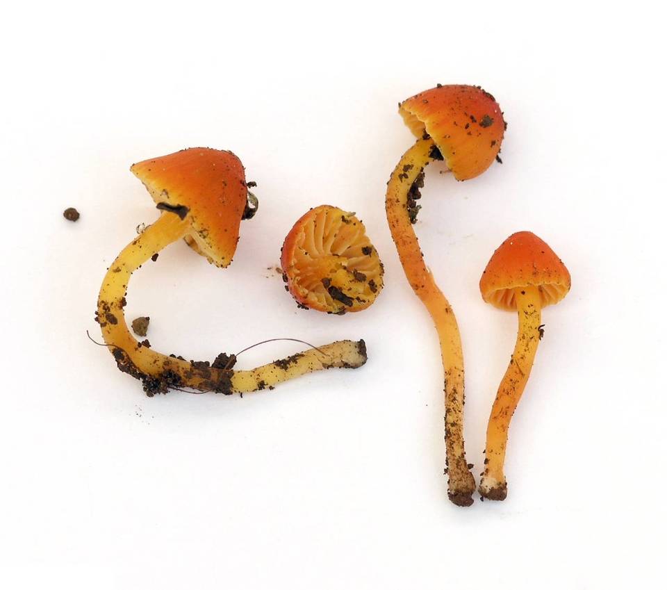 Hygrocybe minutula image