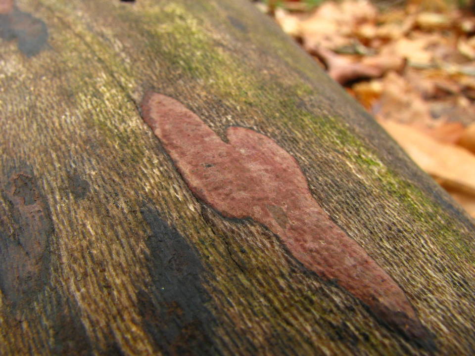 Hypoxylon hypomiltum image