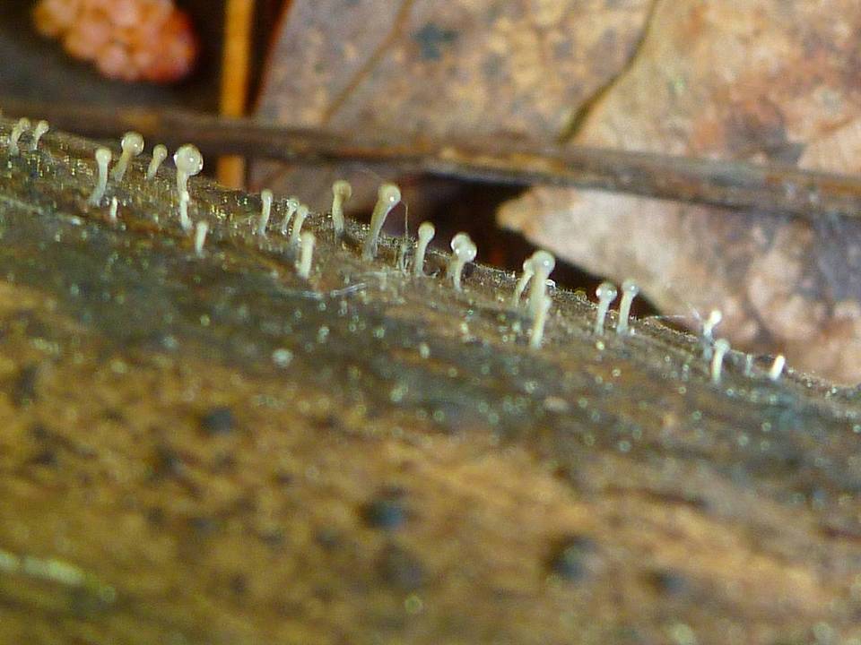 Stilbella flavipes image