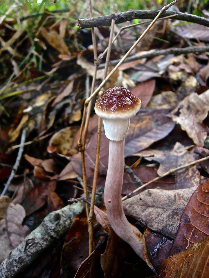 Boletellus jalapensis image
