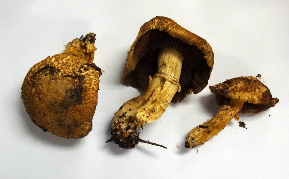 Stropharia kauffmanii image