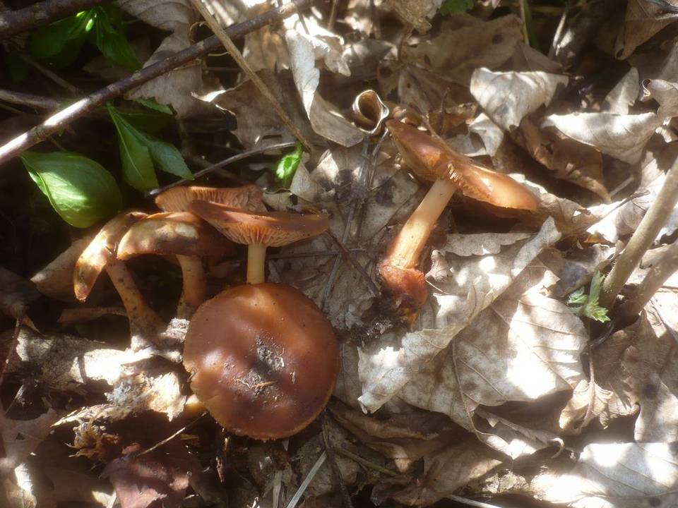Gymnopus nivalis image
