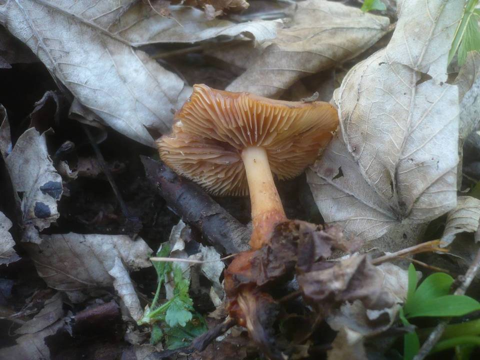 Gymnopus nivalis image
