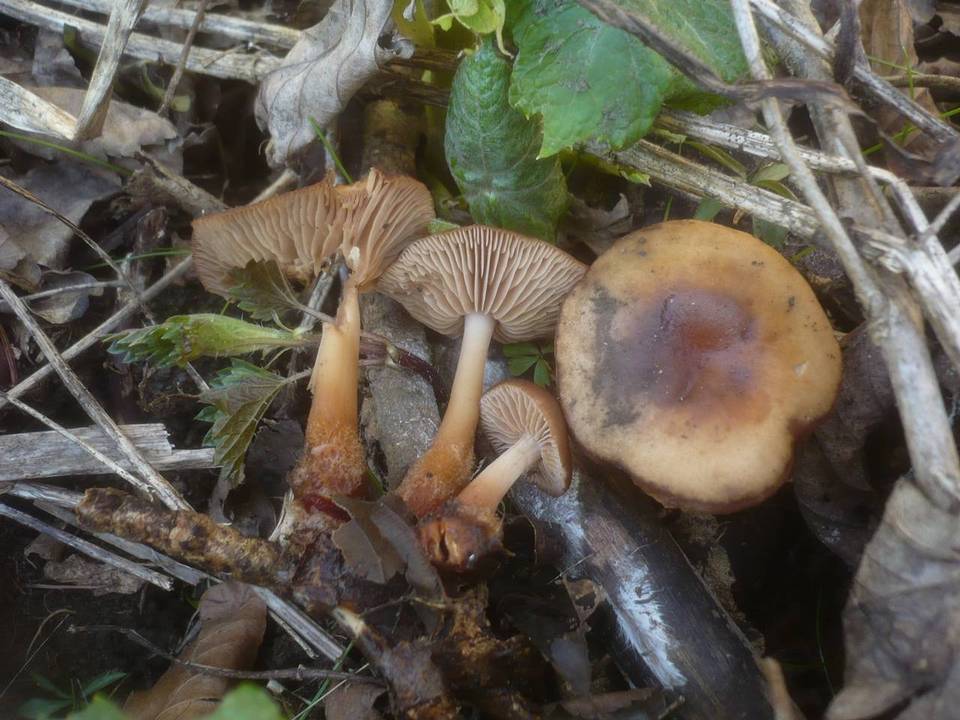 Gymnopus nivalis image