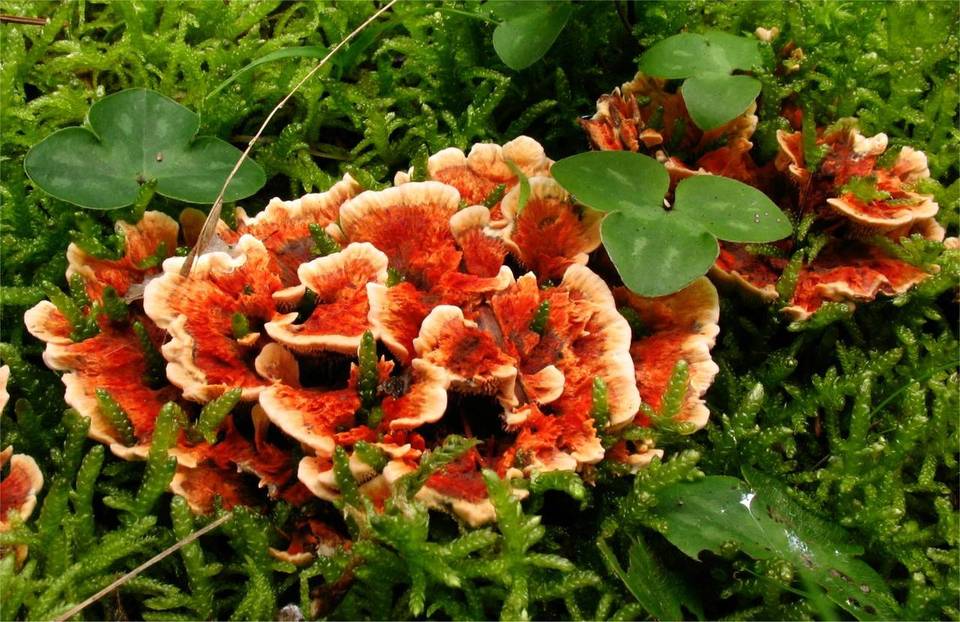 Hydnellum auratile image