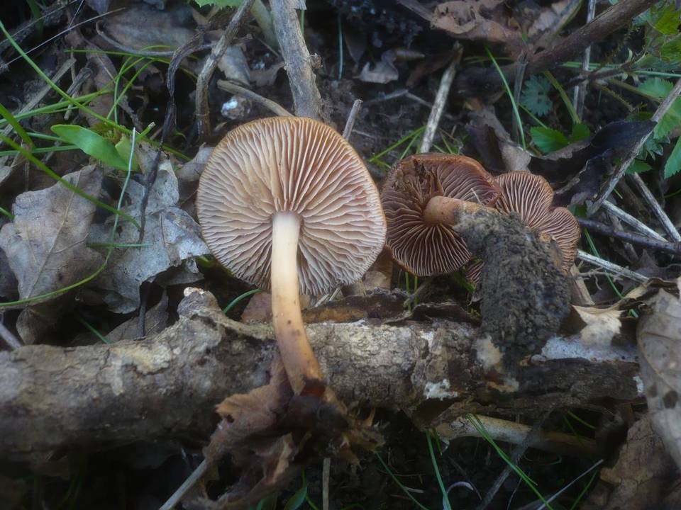 Gymnopus nivalis image
