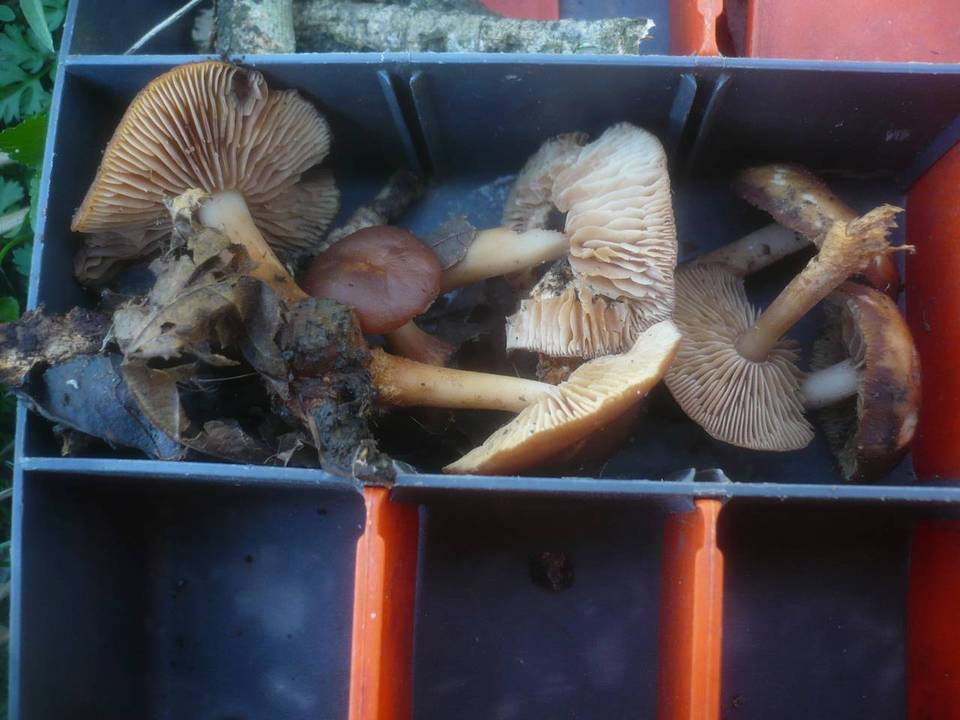Gymnopus nivalis image