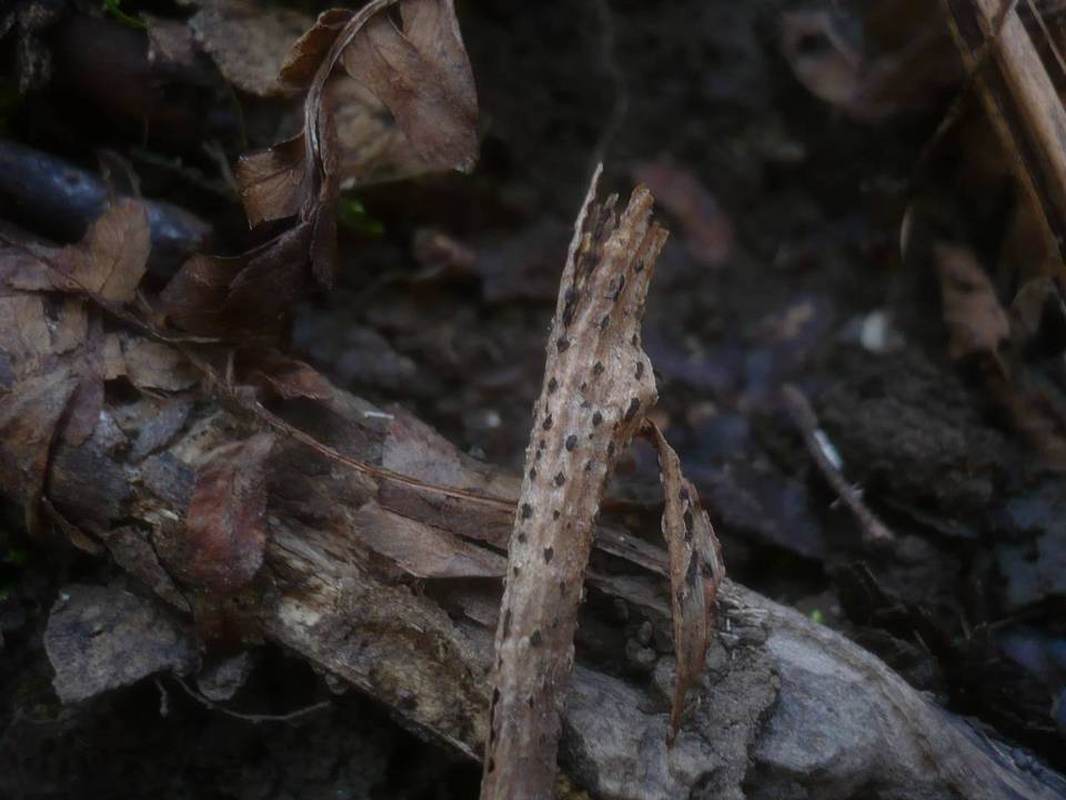 Dothidea sambuci image