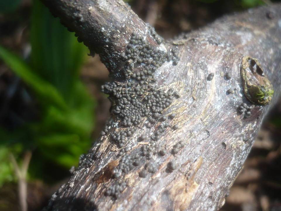 Rosellinia helvetica image