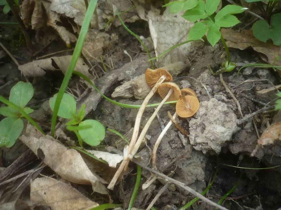 Conocybe ochrostriata image