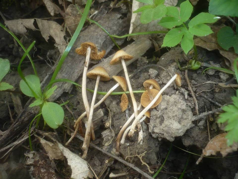 Conocybe ochrostriata image